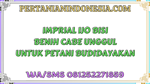 Imperial Ijo Bisi Benih Cabe Unggul Untuk Petani Budidayakan